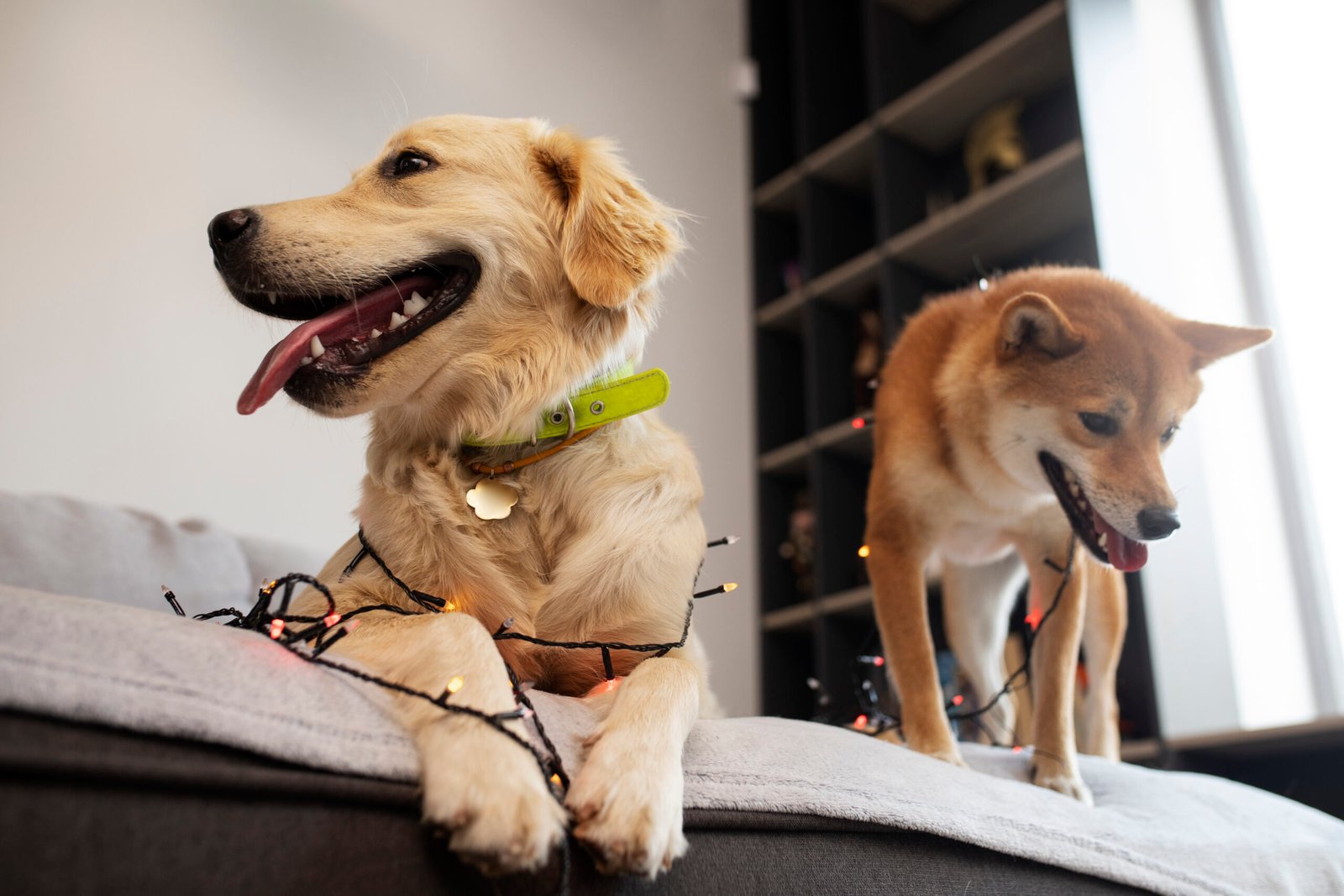 cute-smiley-dogs-with-lights-low-angle